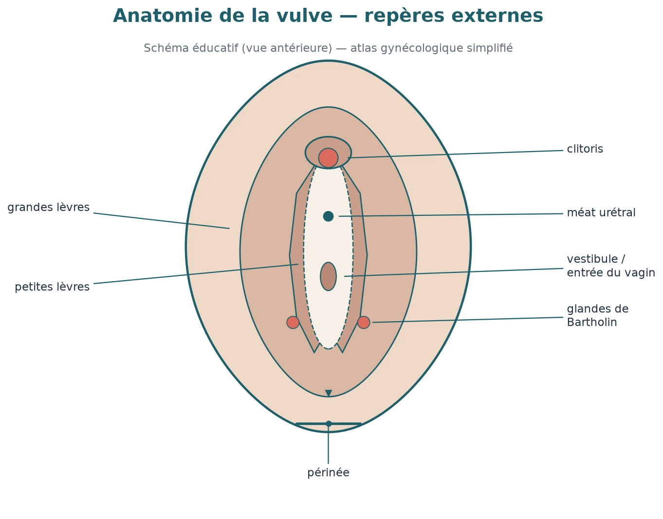 Anatomie externe labellisée de la vulve.